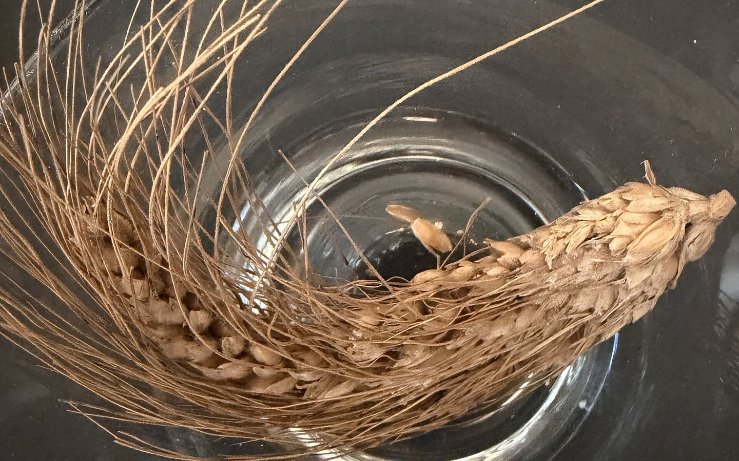 A preserved ancient emmer wheat ear is displayed in a museum.