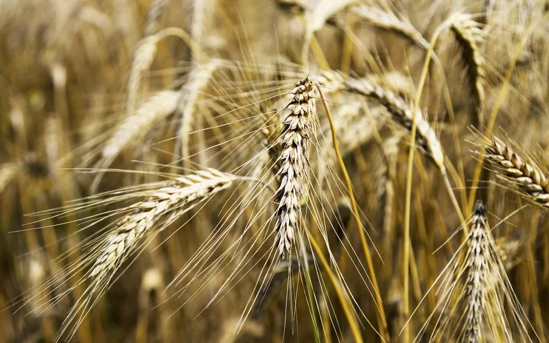 Close-up of Senatore Cappelli wheat grains.