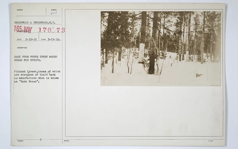 An archival photograph shows Finnish trees stripped of bark for bread production.