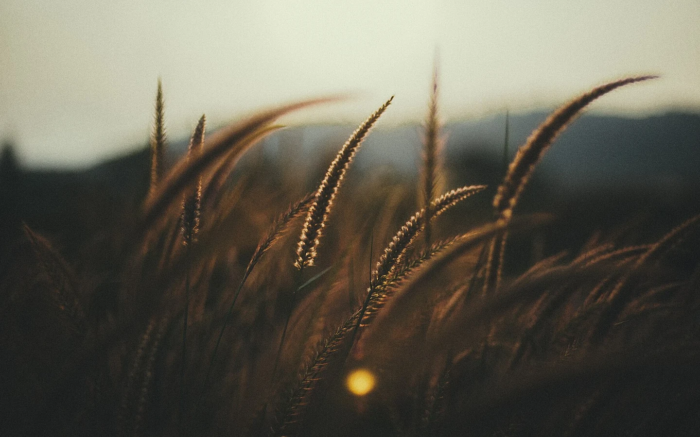 Wheat ears stand in a field in soft evening light.