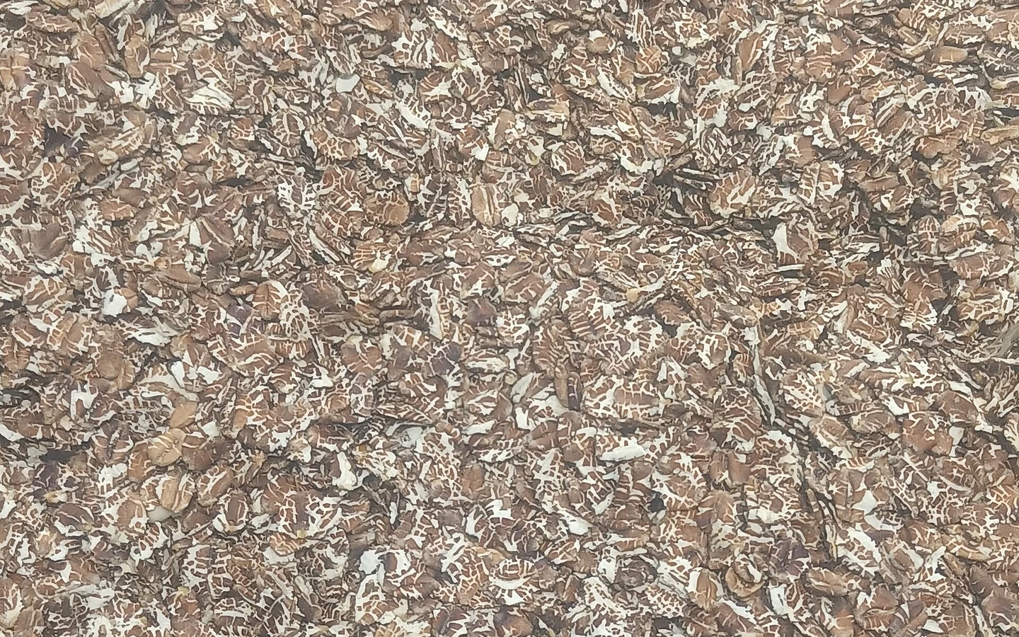 Close-up of pale rye flakes.