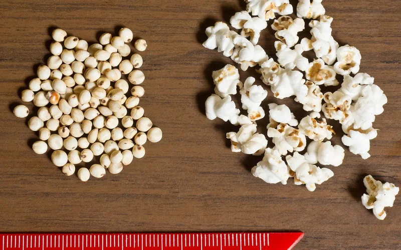 Raw sorghum seeds sit beside popped sorghum grains.