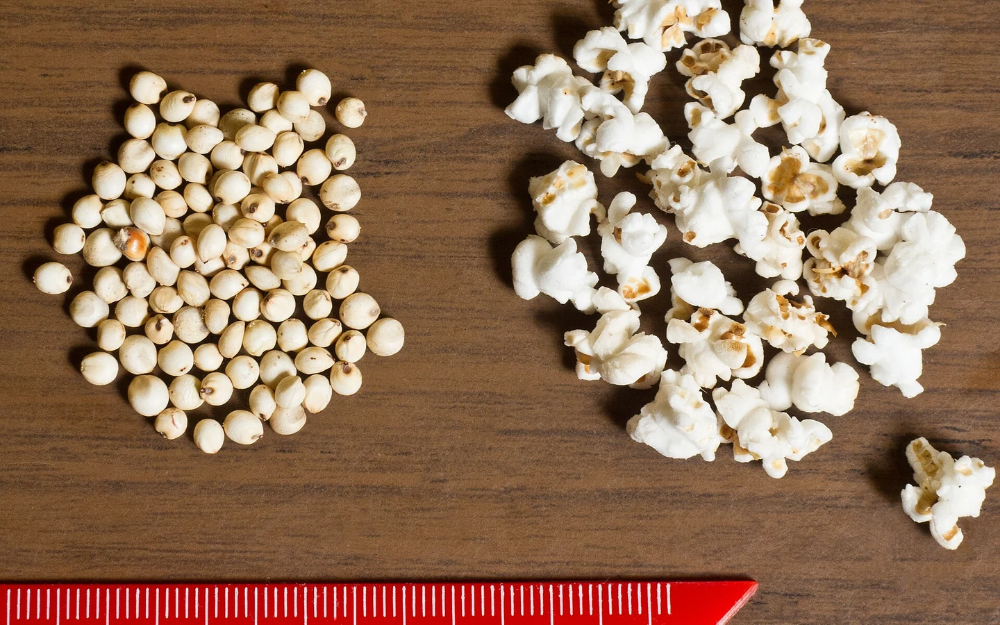 Raw sorghum seeds sit beside popped sorghum grains.